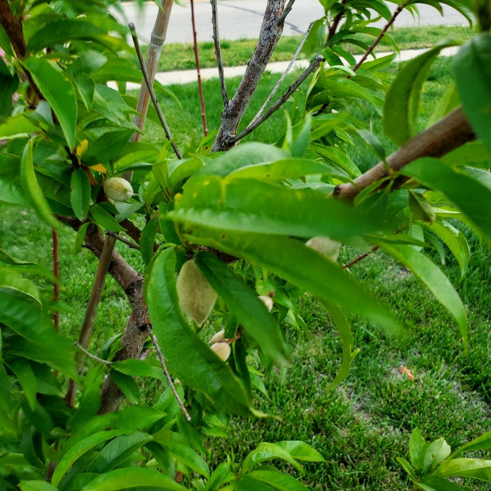 Fruit tree
