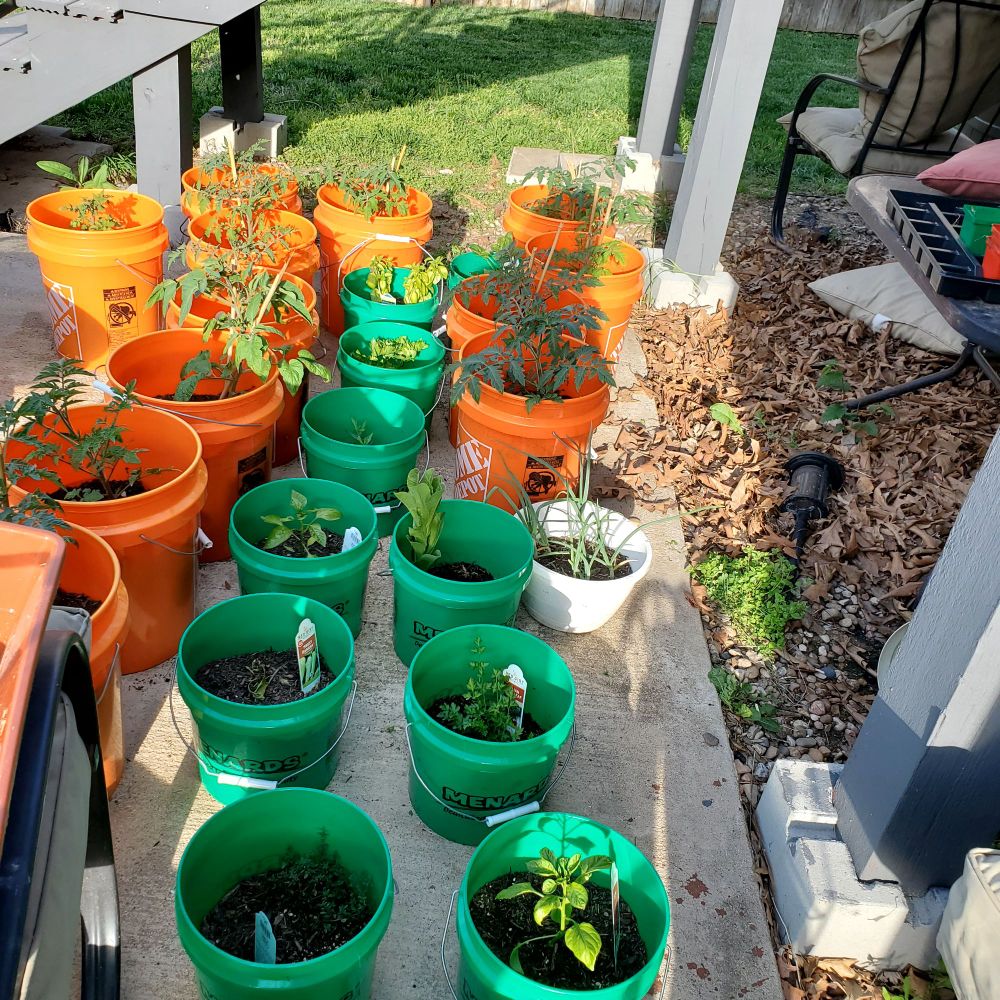 Different plants in green and orange buckets