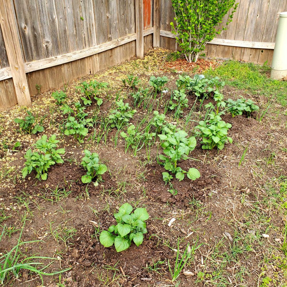 Onions and potatoes
