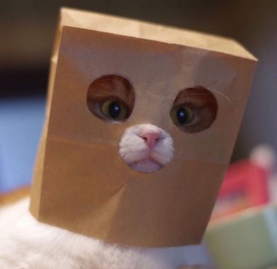 cat with paper bag on head