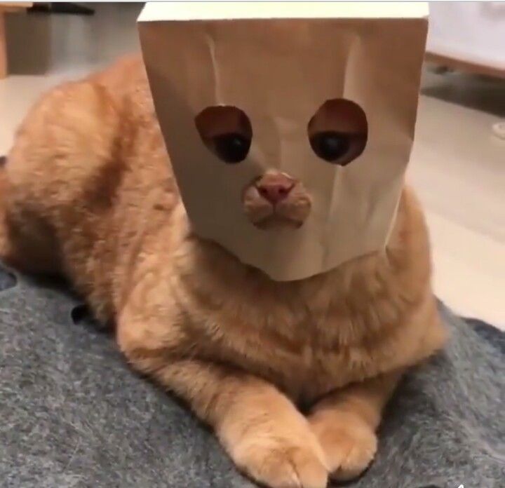 cat with paper bag on head