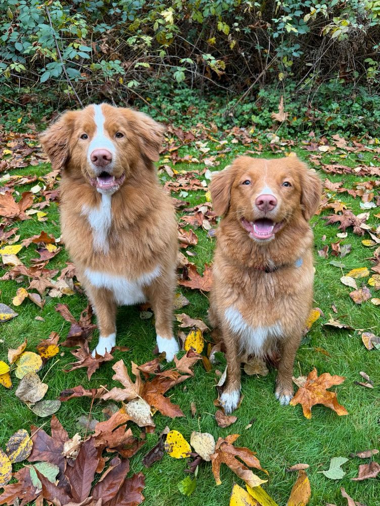 Two medium sized dogs sitting beside each other, looking at the camera with their mouths open. Dogs have long red hair, with pink noses and white markings. They are sitting in the grass surrounded by fallen leaves. 