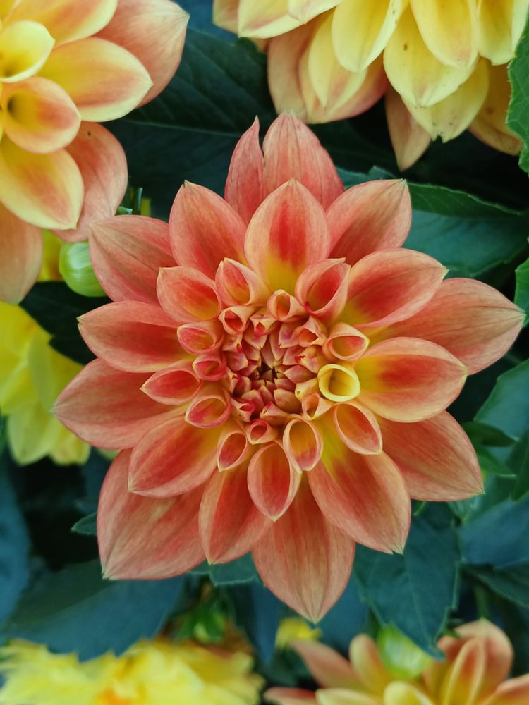 Photo of an orange mini Dahlia