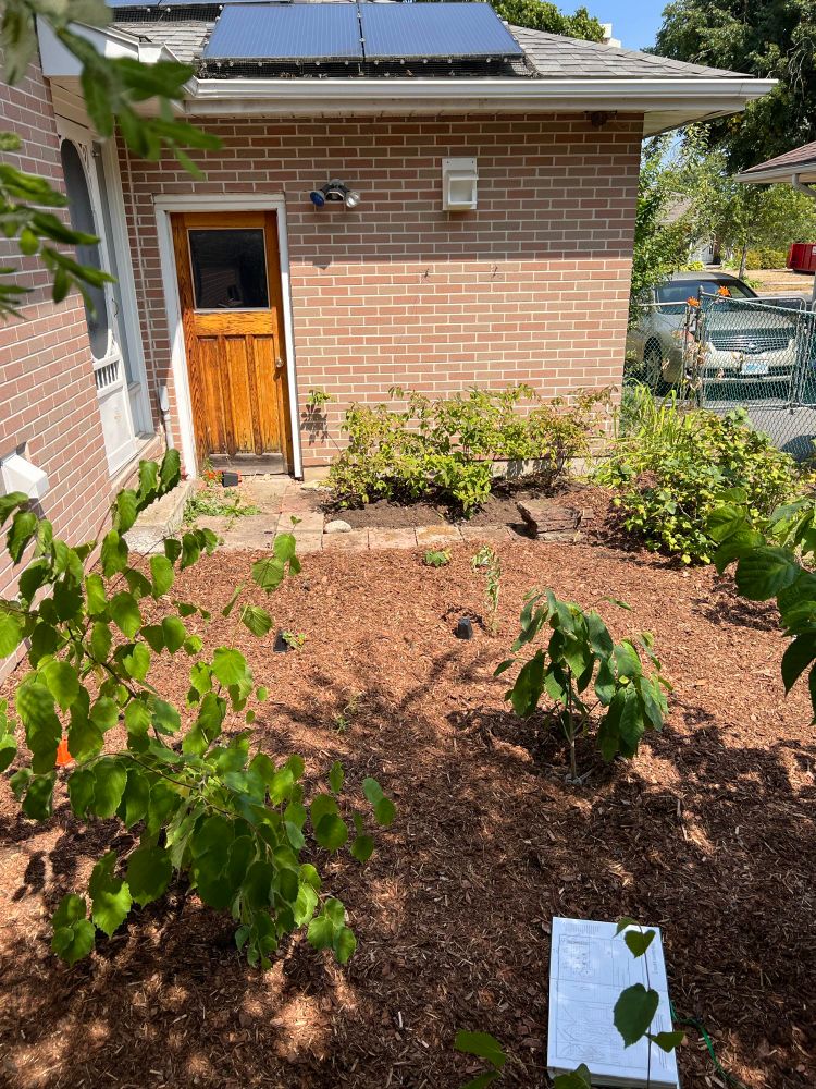 A large area of several square feet is covered with mulch. Front left is a large larger plant a few feet tall. Sent wright is a small tree 2 feet tall. In the middle distance are several small branch like plants spaced several feet apart. In the background is a brick wall with a wooden door. A few shrubs are planted against the wall.