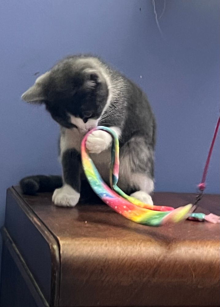 A grand white kitten sits back on his haunches and uses his left paw to hold on to a rainbow patterned strip of fabric.