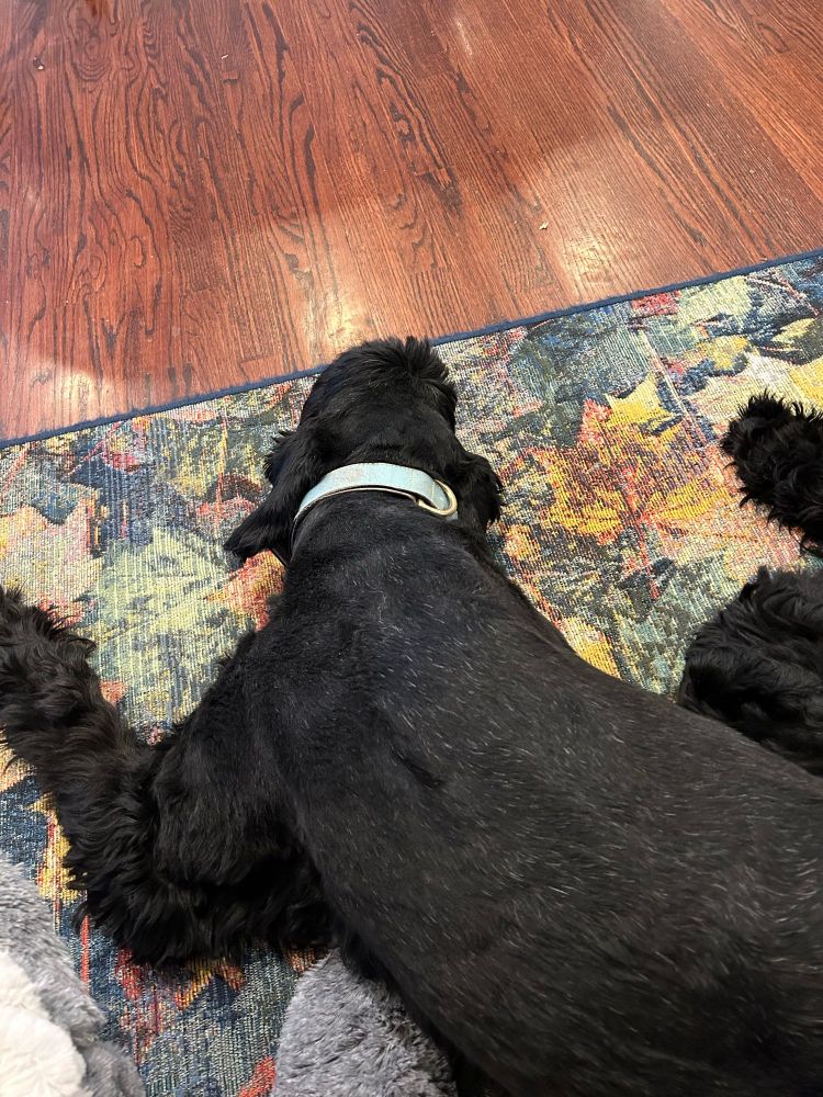 Bismarck, resting at my feet, pretending to be good but plotting mayhem. Love of my life, this little fucker. Dogs should live forever.