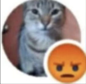 foto de perfil de um gato cinza parado de um jeito cômico e um emoji de reação "bravo" do facebook 