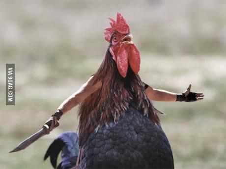 South Carolina Gamecocks gladiator chicken 