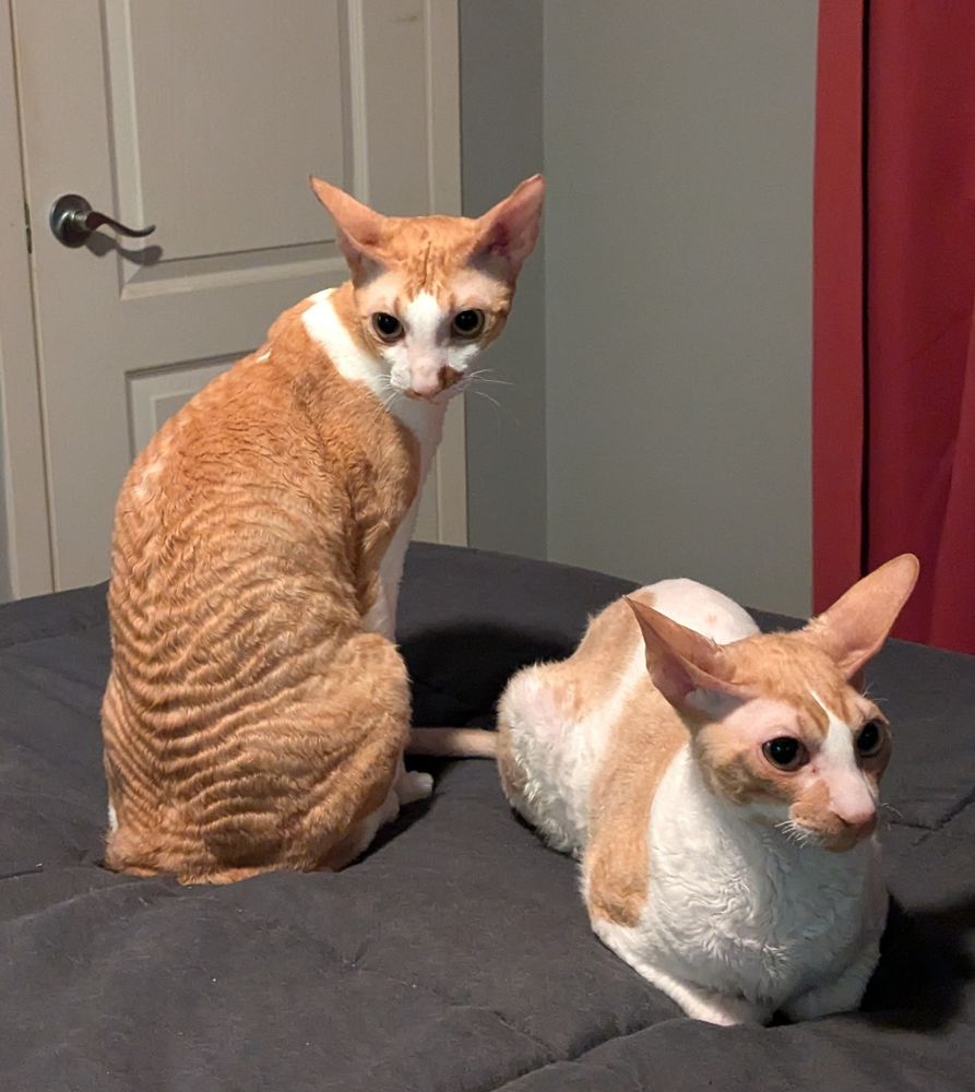 Two red and white Cornish Rex cats.