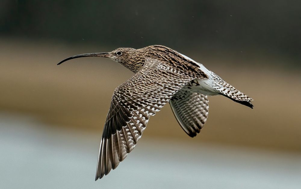 Curlew Bob Brewer @Unsplash