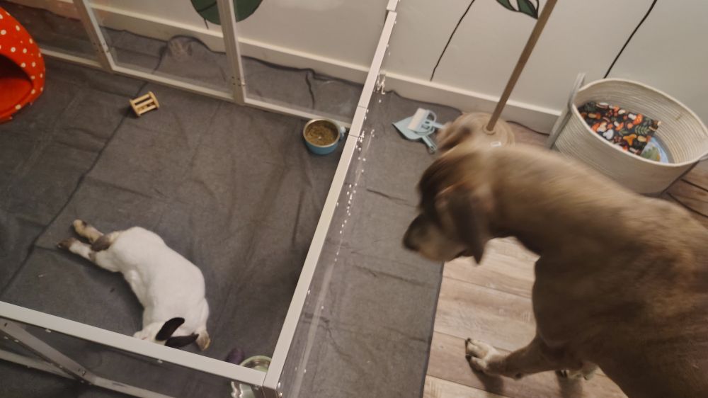 Our Great Dane, Luna, observing Rumi the rabbit relax.