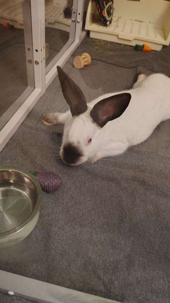 A close-up of Rumi the rabbit stretching out and relaxing.