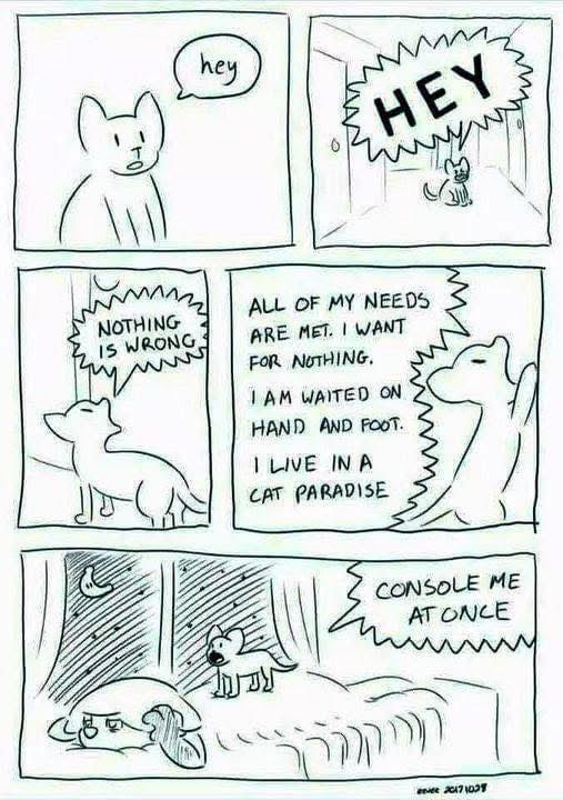 Comic of a cat saying, in successive panels, "Hey. HEY. Nothing is wrong. All of my needs are met. I want for nothing. I am waited on hand and foot. I live in a cat paradise." In the final panel, the cat is standing on the back of a person in bed, pillow over head, trying to sleep, and yelling, "Console me at once!"