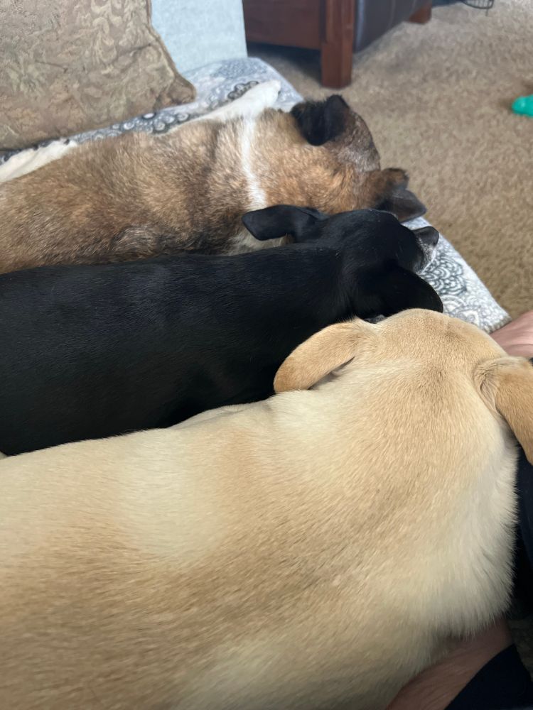 3 dogs laying in a row side by side. The closest to the camera is a white/cream colored dog. The second is a black chihuahua, the third is a tri color terrier