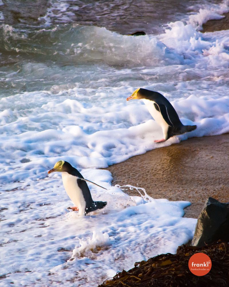 The yellow-eyed penguin, known as hoiho, is a penguin unique to New Zealand.
The species breeds along the eastern and south-eastern coastlines of the South Island of New Zealand, as well as Stewart Island / Rakiura, Auckland Islands, and Campbell Islands.