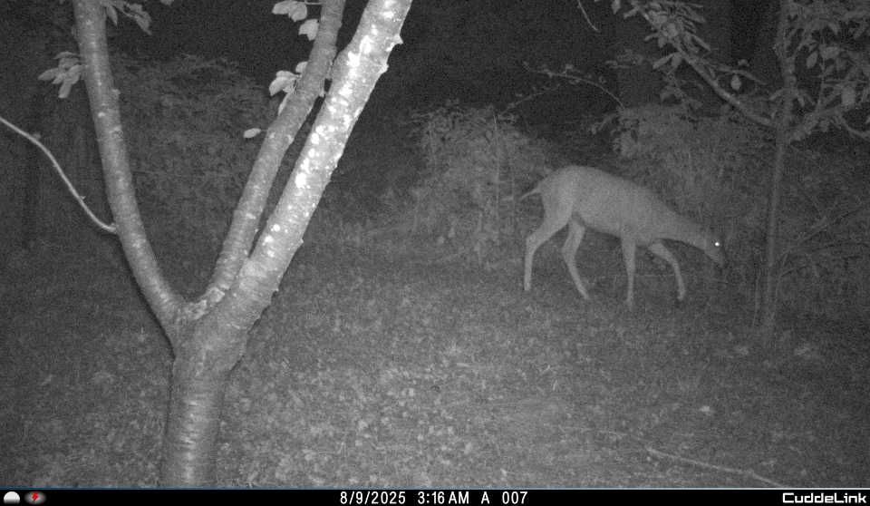 A grainy black and white picture of a deer about to eat some of my cherry tree.