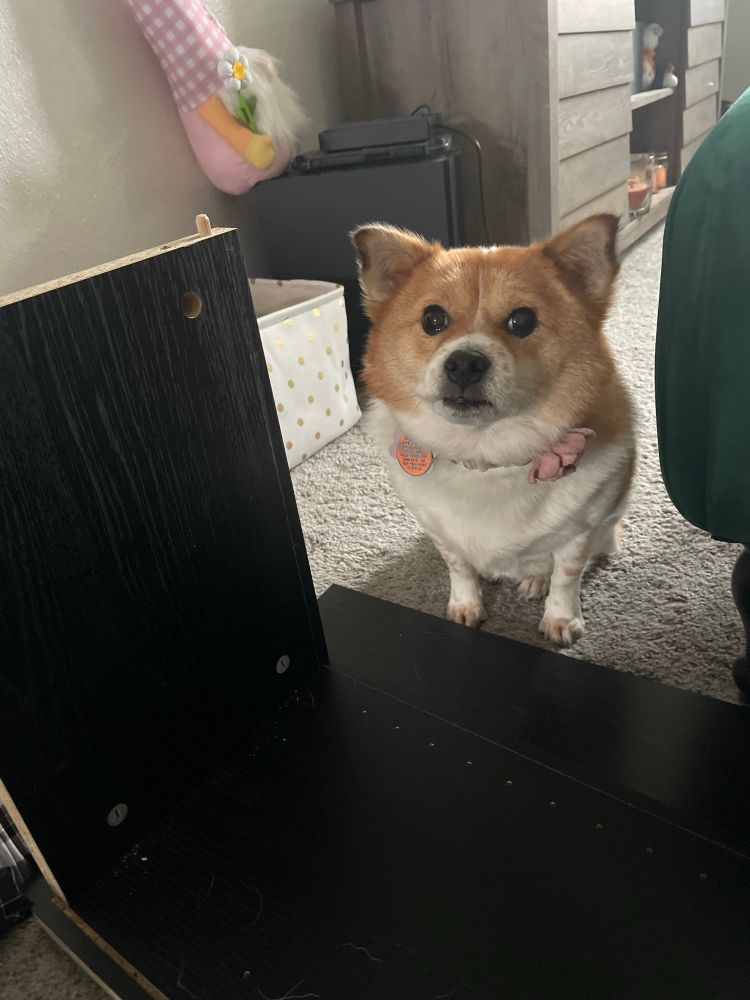 A little brown and white dog is sitting and staring at the camera over a partially built bookcase. She hates DOGE.