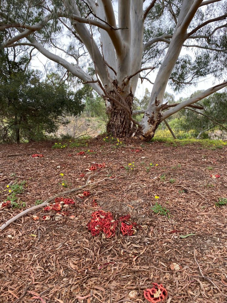 A large tree with white bark planted on a brown leaf covered ridge with red coral fungal growths amongst the leaves. Behind the tree is green of deeper forest and the grey-blue sky of a gently misting day.
