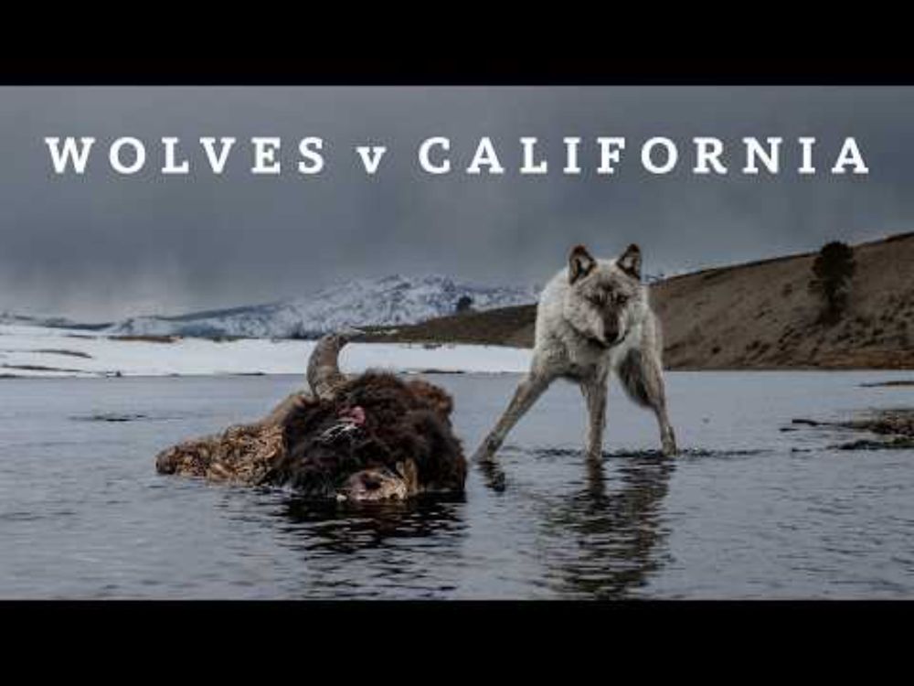 “Wolves vs. California” Documentary 2025 | NHM and National Geographic
