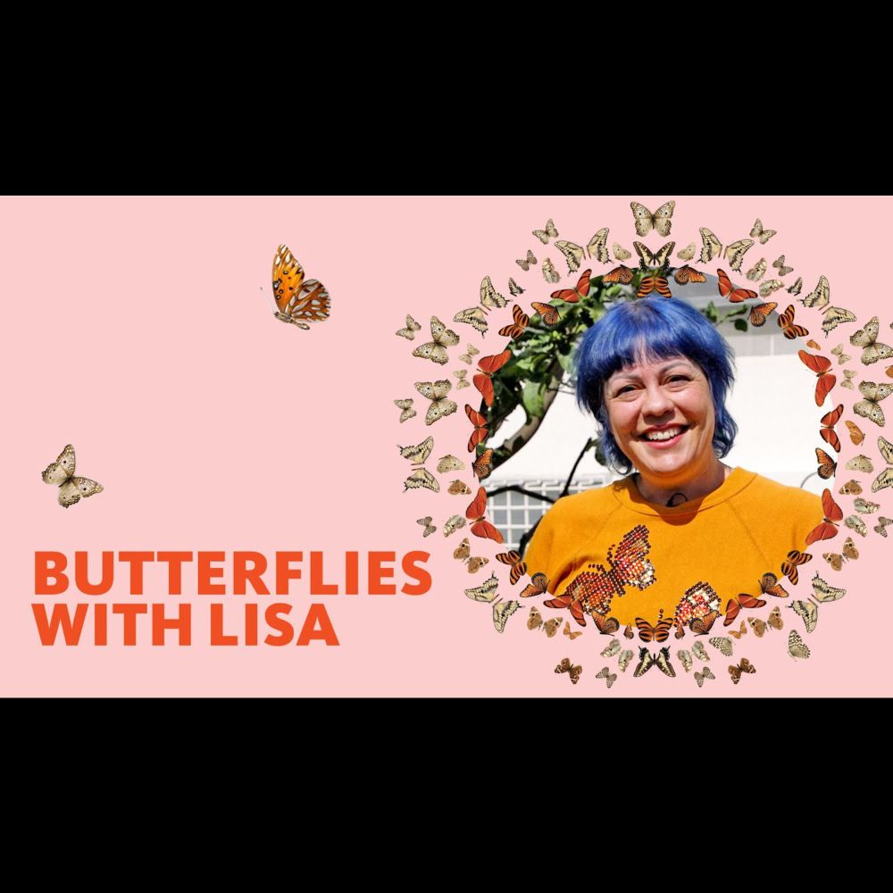 Butterfly Pavilion with Lisa Gonzalez | Watch Butterflies Take Flight Around You! #nhmla #butterfly