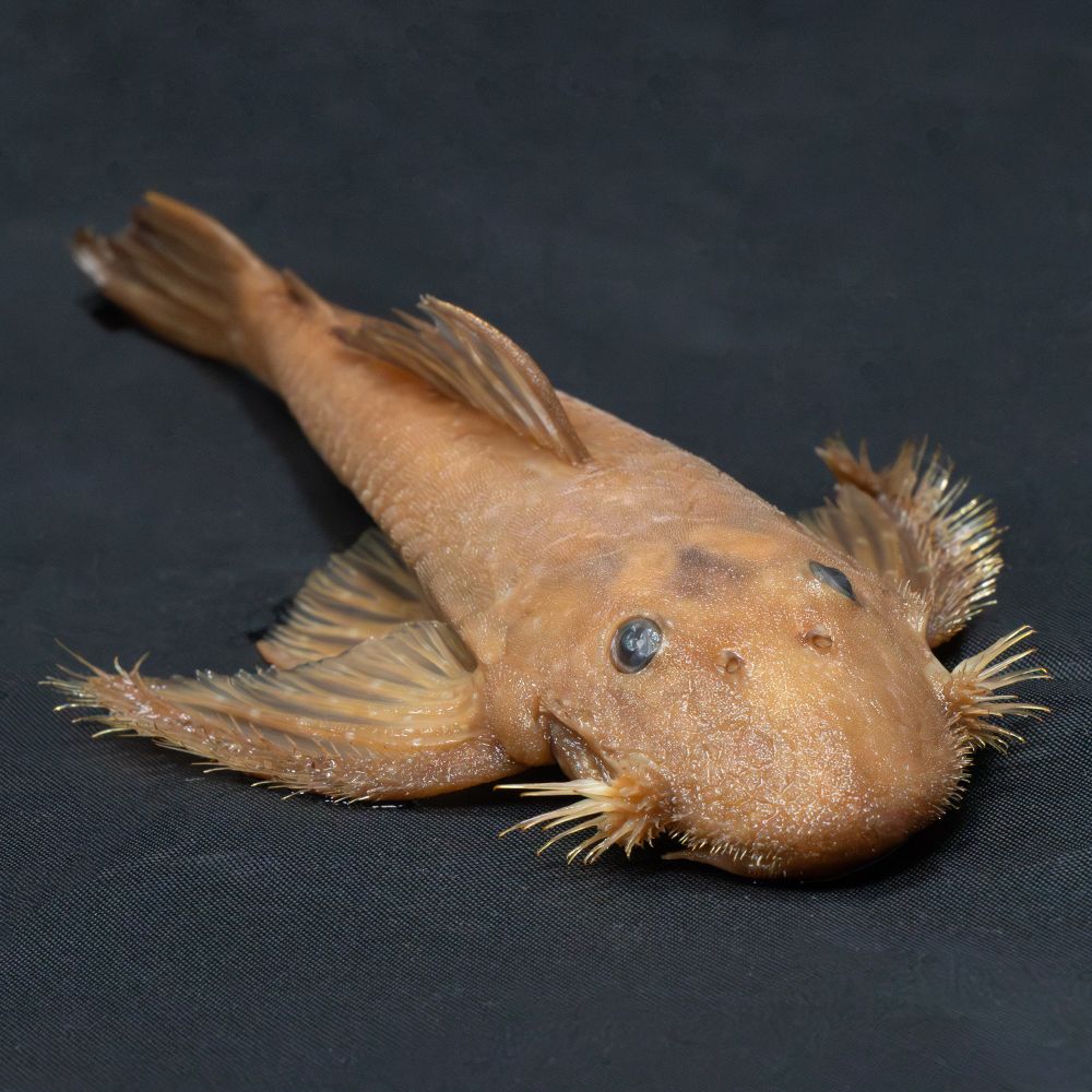 Close-up photo of Pseudolithoxus, a species of catfish. Photo courtesy of Dr. William Ludt / NHMLAC.
