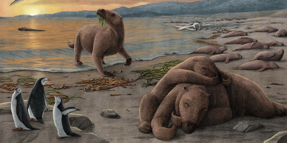 An illustration featuring aquatic sloths on a sunset beach amid sea lions, seagulls, and penguins. Artwork by Alex Boersma.