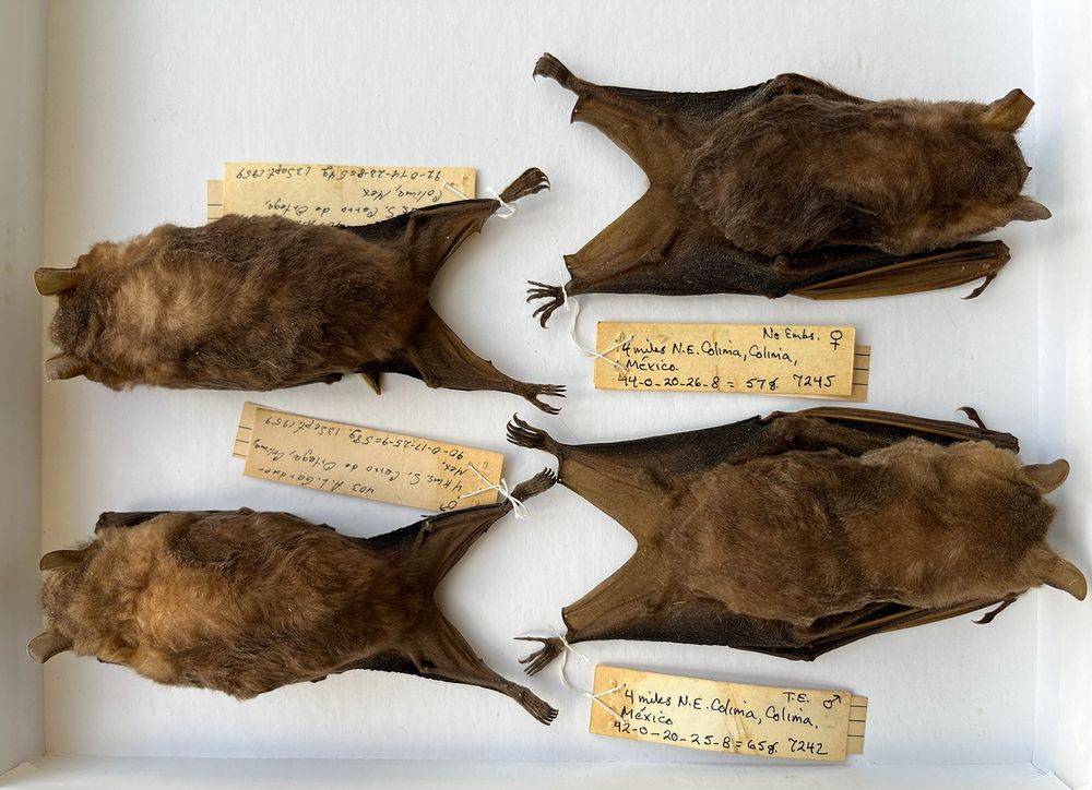 Neotropical fruit bats (Artibeus) specimens found in the NHMLAC Mammal Collections.
