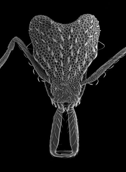 Even the most minuscule ants like this Strumigenys elongata get huge under the SEM. Courtesy of Giar-Ann Kung, Los Angeles, CA, 2009. © Natural History Museum of Los Angeles County.
