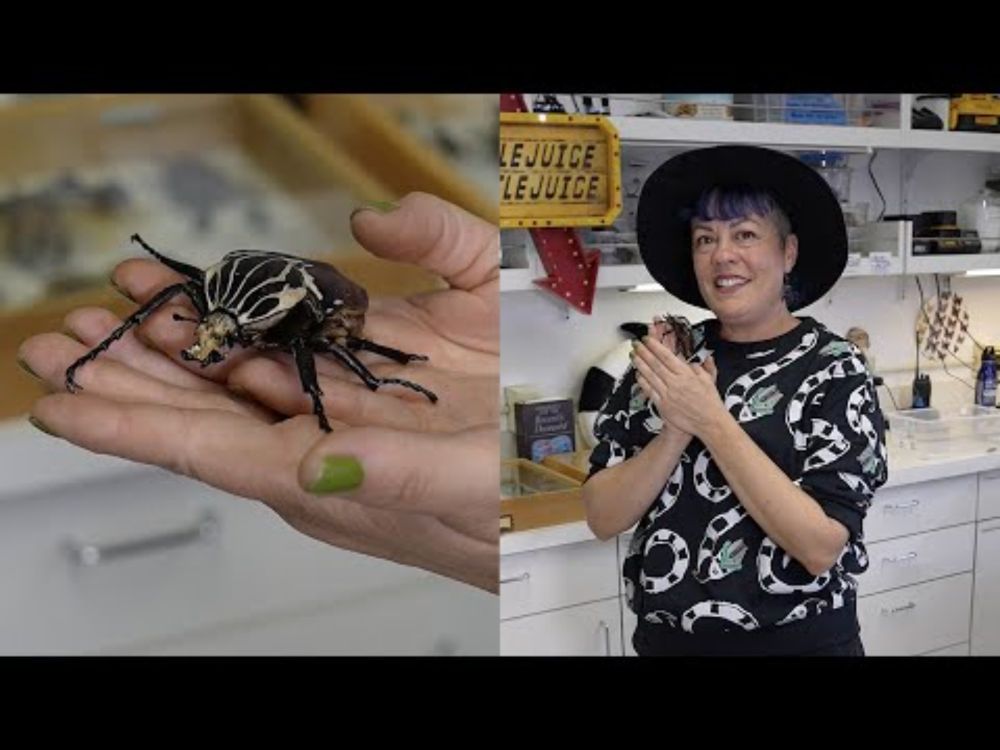 Meet the World's Juiciest and Biggest Beetles with NHM's Lisa Gonzalez #beetle #beetlejuice