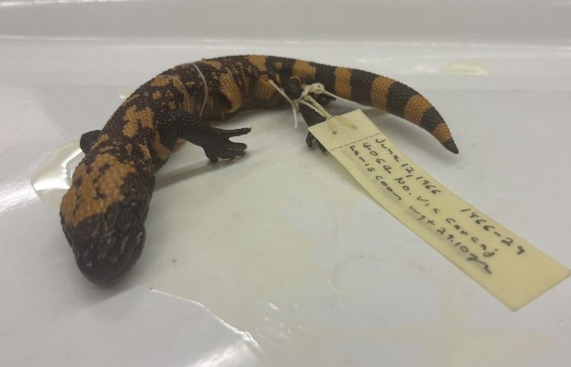
A collection specimen of a Gila monster (Heloderma suspectum), one of only five living species of the Monstersauria clade. Specimens like this help researchers better understand these iconic lizards.