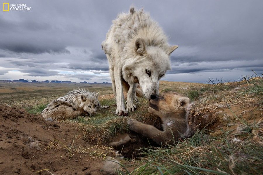 Photo courtesy of Ronan Donovan, National Geographic, and the National Museum of Wildlife Art.