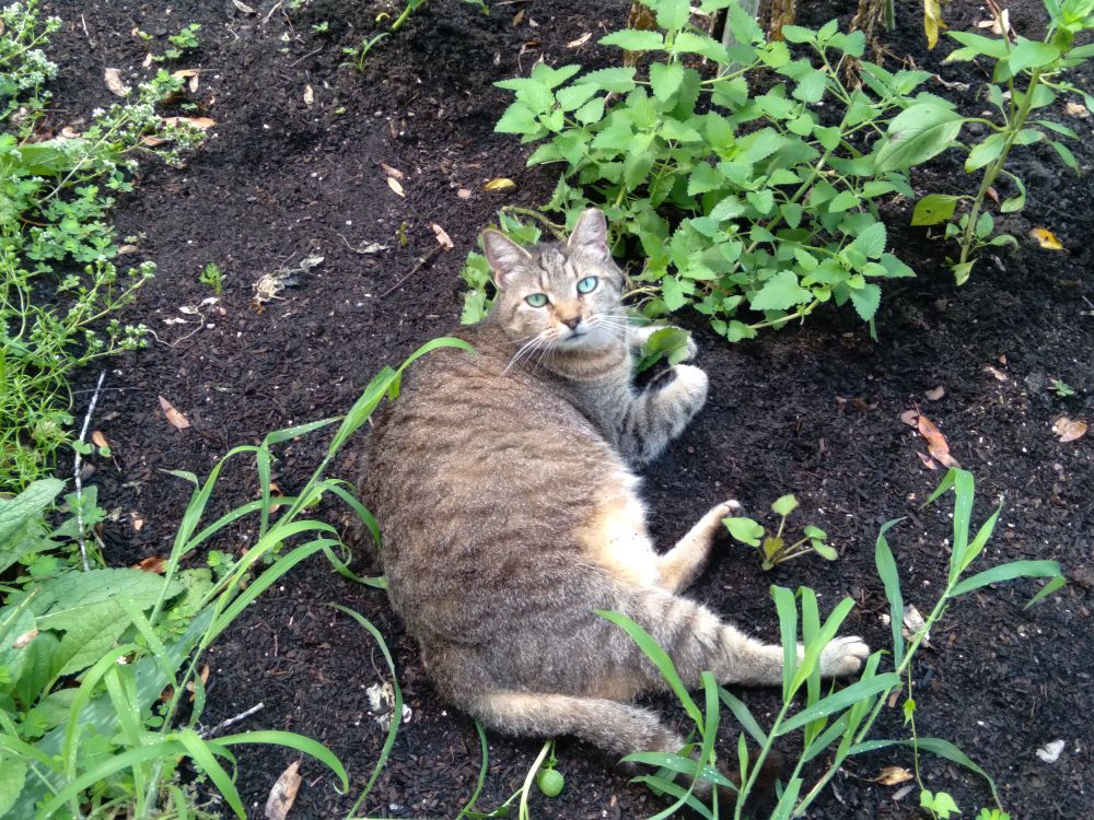 Yoda the cat sprawled next to her catnip plant that matches her eyes.