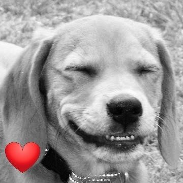 Hund Lotti schwarz-weiß