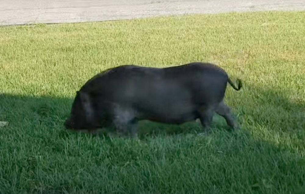 A pig roaming around the front lawn.