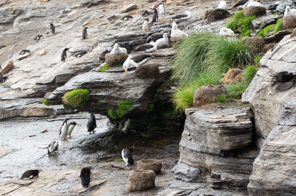 Rockhopper penguins taking a shower from a stream dripping down from rocks above. On top of the rocks are nesting black-browed albatrosses.