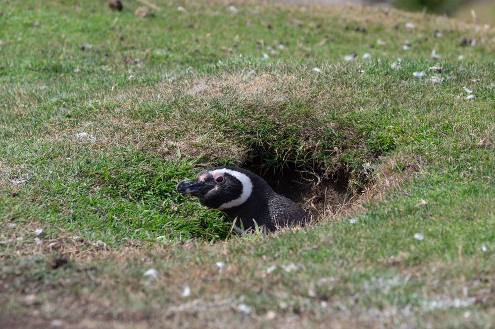 Magellanic penguin looking up from a burrow in the ground, surrounded by grass and scattered white feathers.
