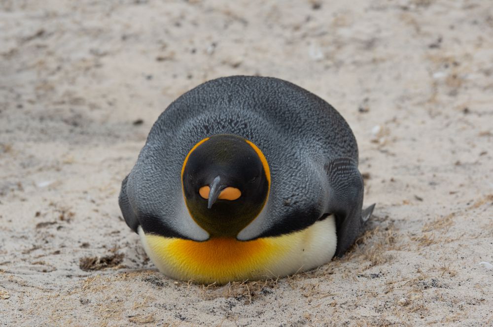 A rather portly king penguin seen from the front, lying on a sandy beach.