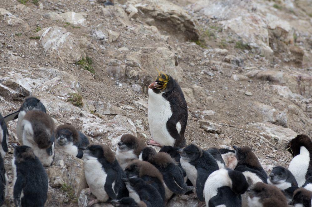 A lone macaroni penguin surrounded by rockhopper penguin chicks. The macaroni is substantially larger.