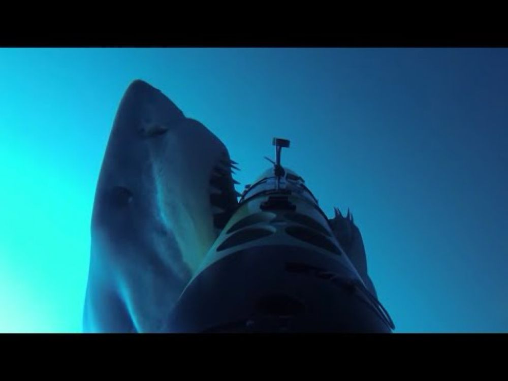 REMUS SharkCam: The Hunter and the Hunted