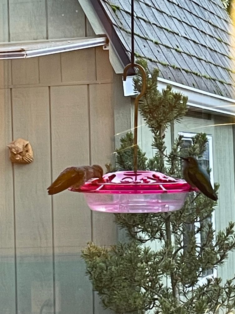 2 hummingbirds on a feeder with a red lid in front of a pine tree and green building 