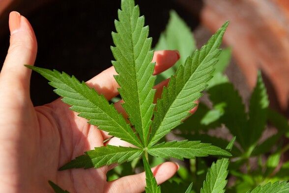 A five progren green leaf. Very pretty! Waaait... Is that marijuana??
