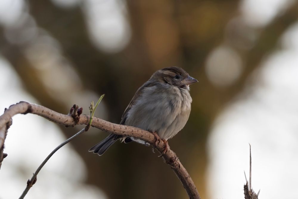 A little bird sitting confidently on a branch.