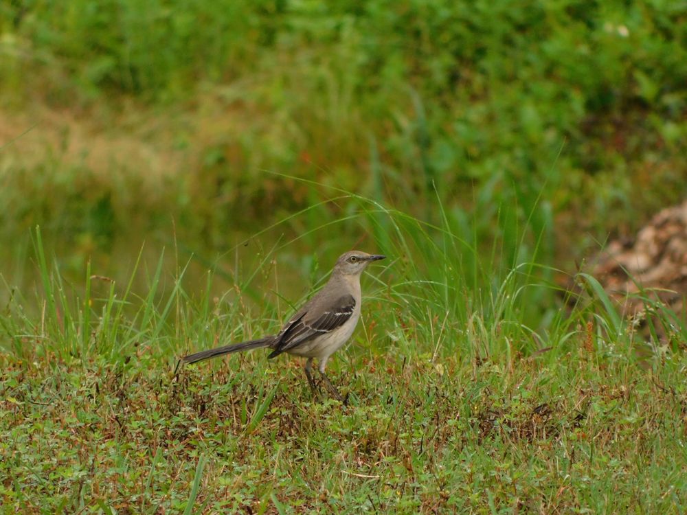photograph of a bird with a grey back, white stomach and a little dark circle around the eye
