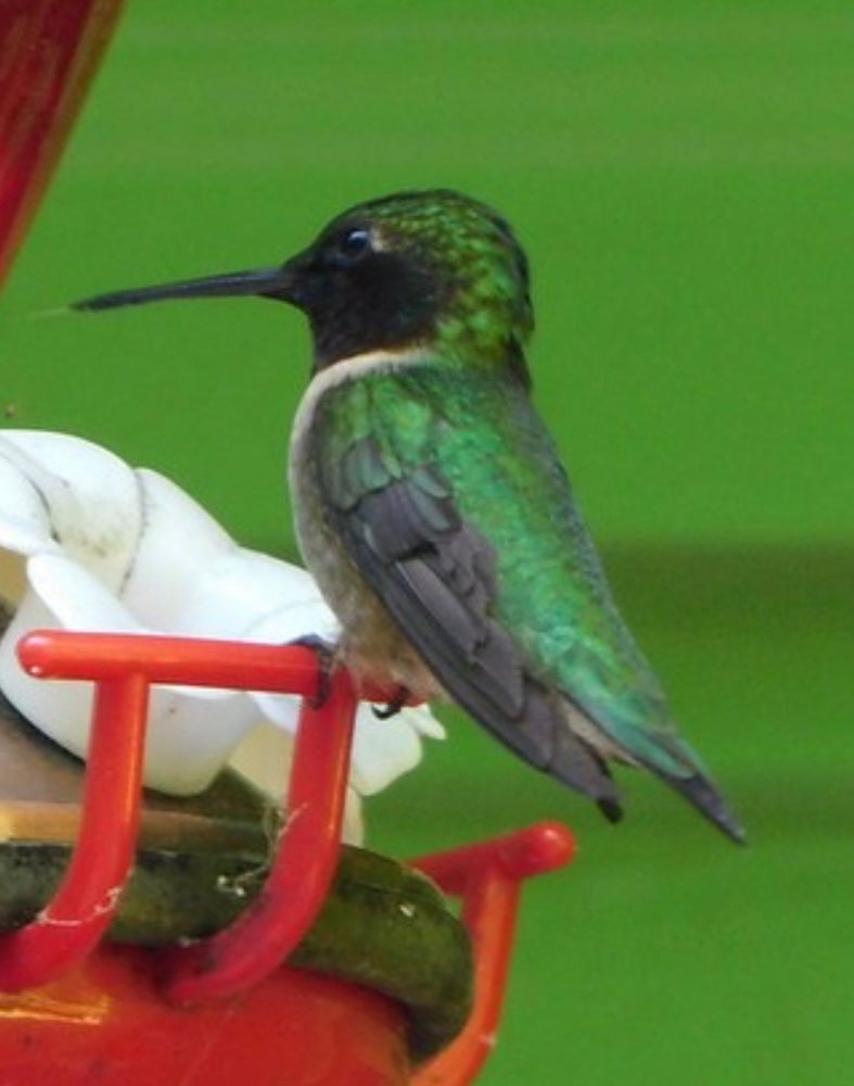  it is a very tiny bird with a long thin beak, perched on a hummingbird feeder, with a feeding apparatus shaped like a little flower