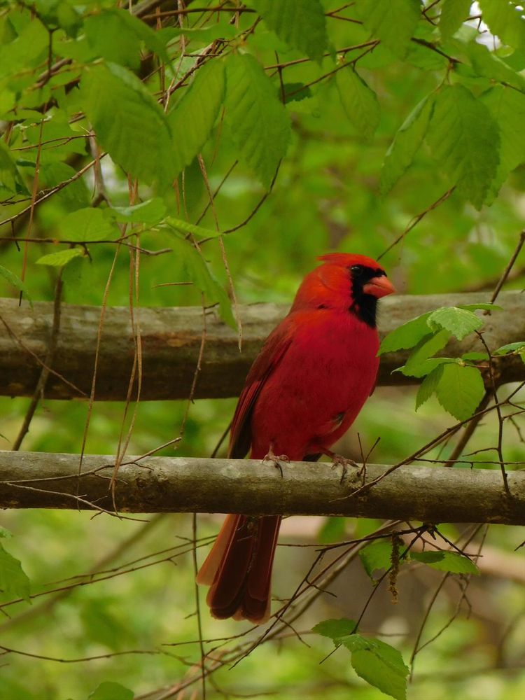 the photographic reference of a cardinal, a red bird with a thick, short orange beak, sitting on a twig among the leaves
