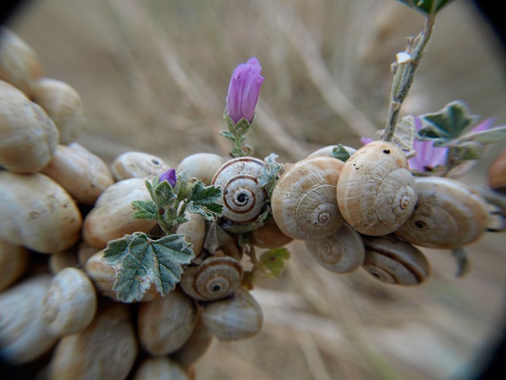 Schneckenansammlung in Sommerruhe (Ästivation)