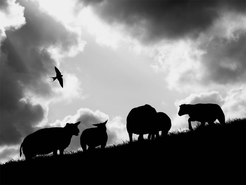 Fotografie, Schafe und eine Schwalbe auf einem Deich