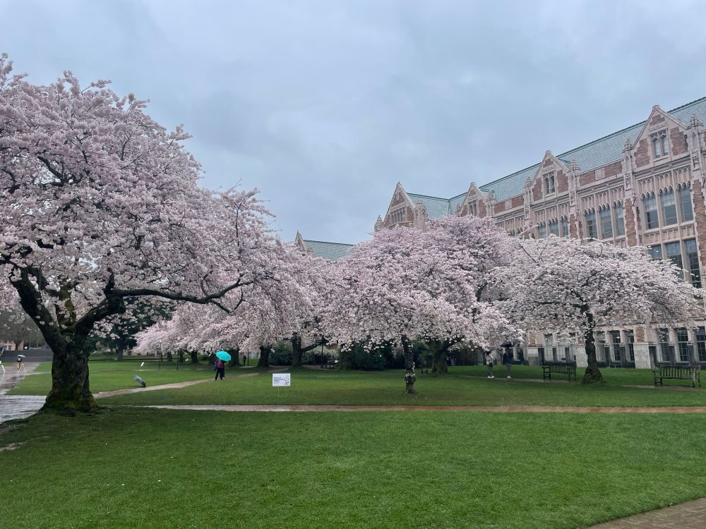 Distance shot of cherry trees spread out across a university quad. There is a gothic-style building in the background. The trees and building are very pink and it’s raining. One person walks under the trees with a turquoise umbrella. 
