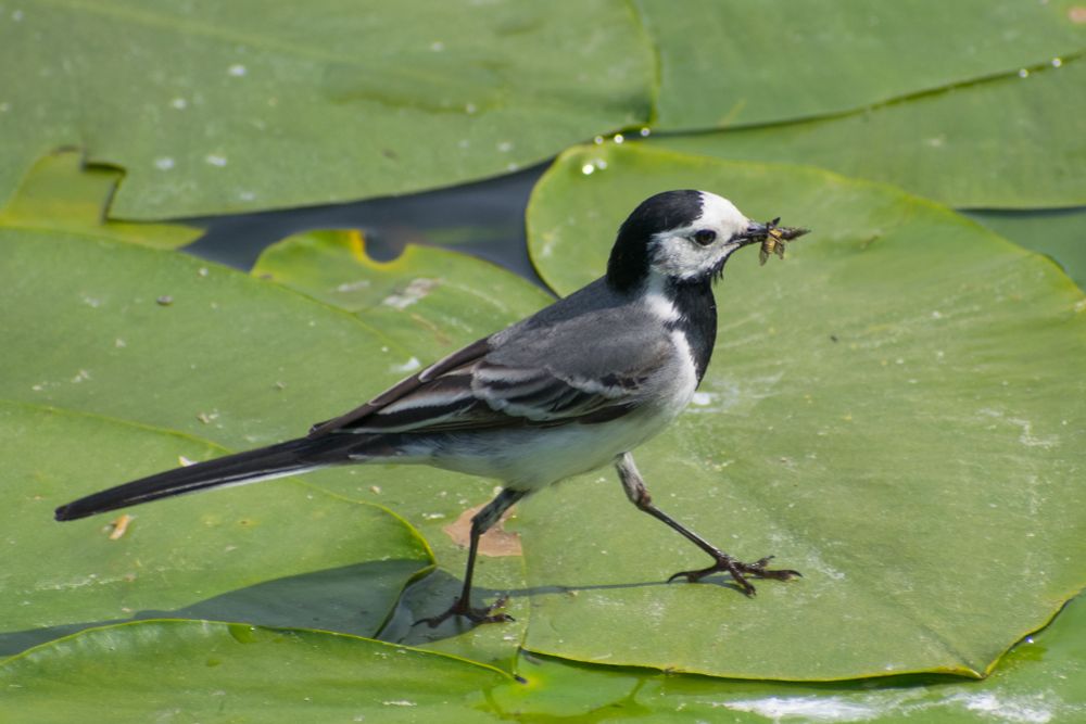 Wagtail walking over green lily pads, with bugs in their beak.