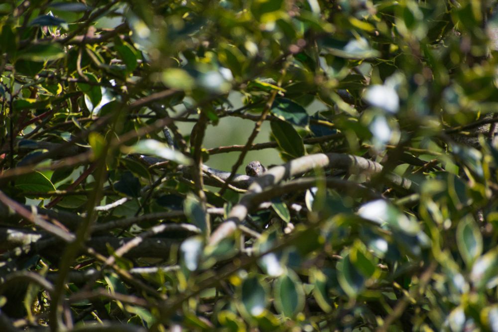 Picture of a tree, with a sparrow hiding exactly in the middle
